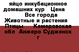 яйцо инкубационное домашних кур › Цена ­ 25 - Все города Животные и растения » Птицы   . Кемеровская обл.,Анжеро-Судженск г.